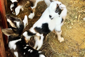 Passeio pela ilha e gado e degustação de sabores locais