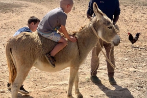 Passeio pela ilha e gado e degustação de sabores locais