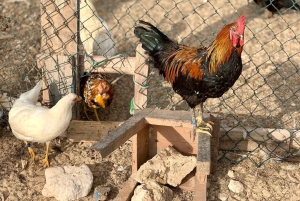 Passeio pela ilha e gado e degustação de sabores locais