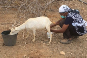 Passeio pela ilha e gado e degustação de sabores locais
