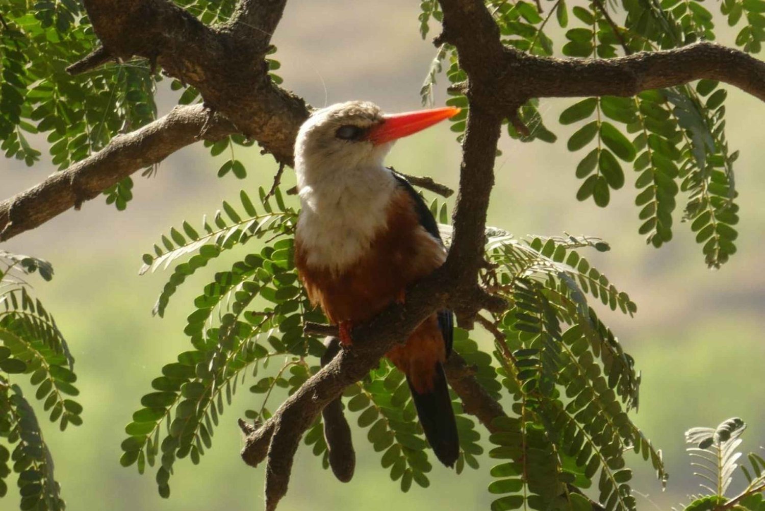 Karaklosté Kap Verde