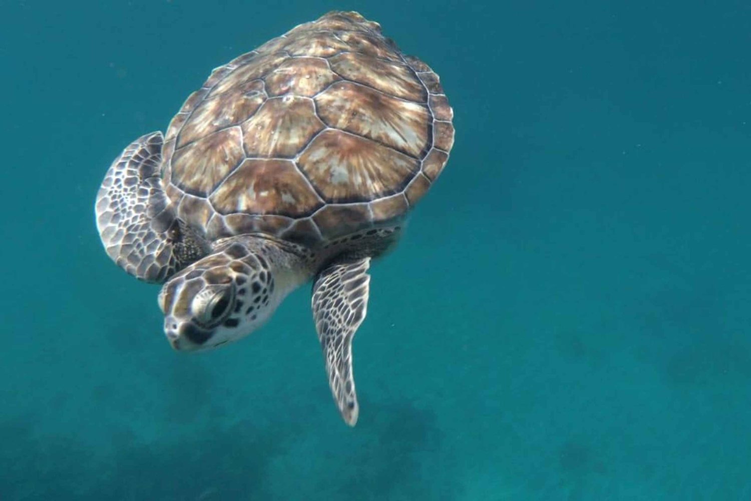 Tapaa kilpikonnat: opastettu snorklausretki São Pedrossa