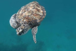 Tapaa kilpikonnat: opastettu snorklausretki São Pedrossa