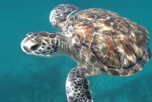 Tapaa kilpikonnat: opastettu snorklausretki São Pedrossa