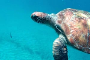 Tapaa kilpikonnat: opastettu snorklausretki São Pedrossa