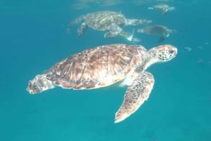 Tapaa kilpikonnat: opastettu snorklausretki São Pedrossa