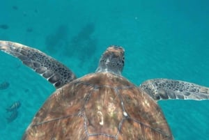 Tapaa kilpikonnat: opastettu snorklausretki São Pedrossa