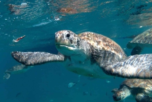 Tapaa kilpikonnat: opastettu snorklausretki São Pedrossa