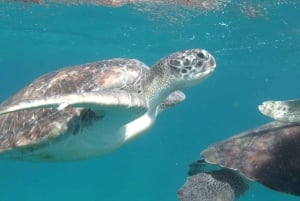 Tapaa kilpikonnat: opastettu snorklausretki São Pedrossa