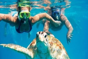 Mindelo: Sea Turtles experience