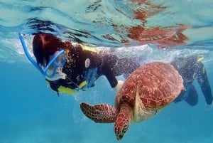 Mindelo: Sea Turtles experience