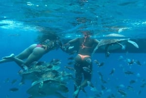 Mindelo: Sea Turtles experience