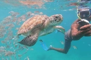 Mindelo: Sea Turtles experience