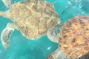 Mindelo: Sea Turtles experience