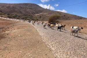 Монте-Верде на автомобиле и чайная – самая высокая точка Сан-Висенте