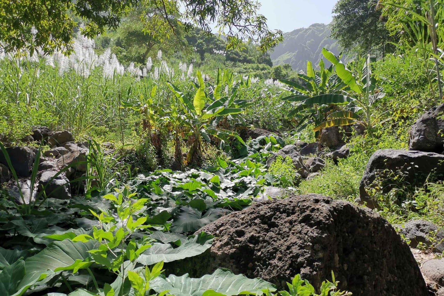 Panoramisk tur: Den skjulte Gongon-dalen og lokal opplevelse