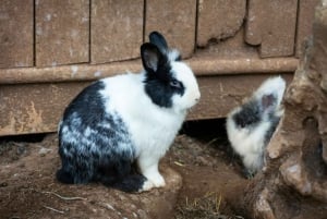 Postales de Boa Vista Excursión en 4x4 con naufragio y almuerzo local