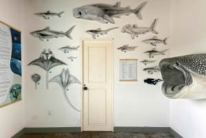 Postales de Boa Vista Excursión en 4x4 con naufragio y almuerzo local