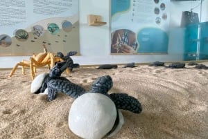 Postales de Boa Vista Excursión en 4x4 con naufragio y almuerzo local