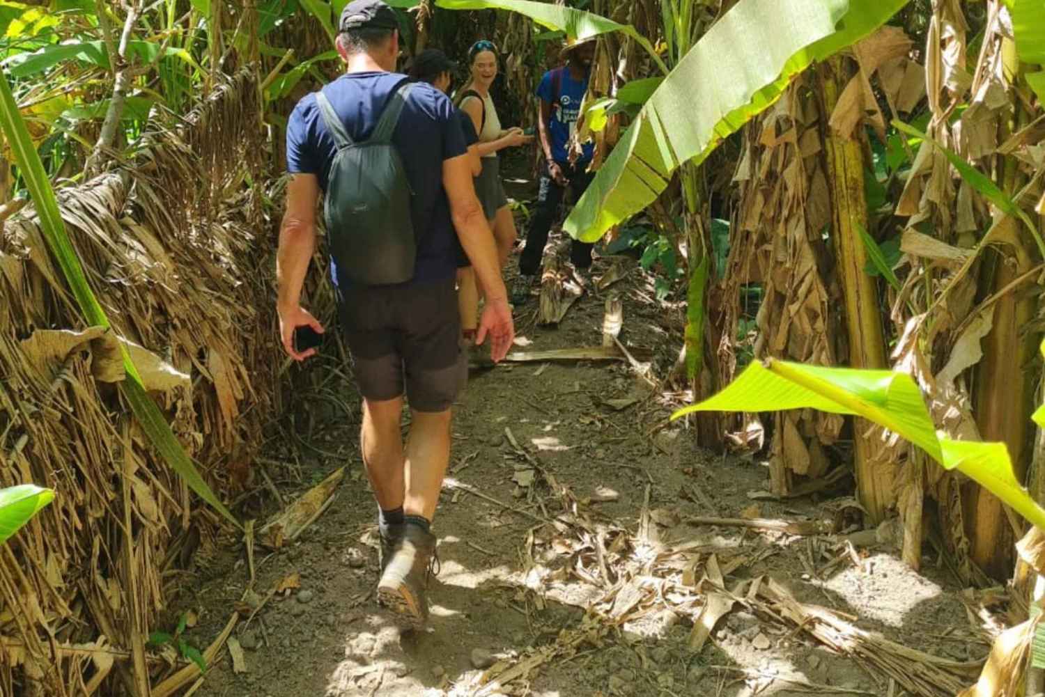 プライア：バナナとココナッツのプランテーションツアーとフルーツの試食をお楽しみください