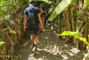 プライア：バナナとココナッツのプランテーションツアーとフルーツの試食をお楽しみください