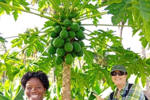 プライア：バナナとココナッツのプランテーションツアーとフルーツの試食をお楽しみください