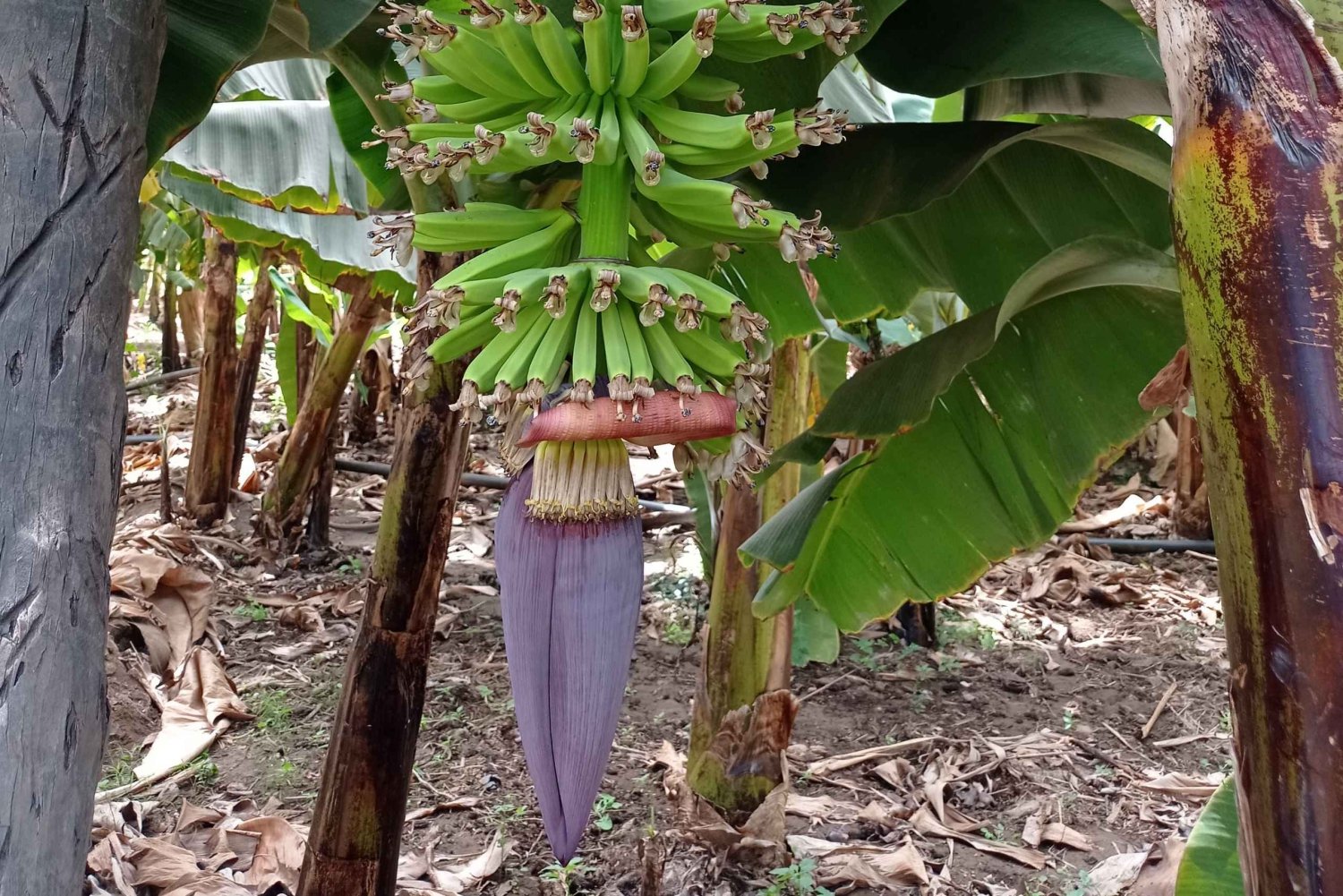 Praia: Banana and Coconut Plantation Tour & Fruit Tasting