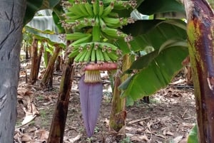 Praia: Banana and Coconut Plantation Tour & Fruit Tasting