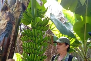 Praia: Banana and Coconut Plantation Tour & Fruit Tasting