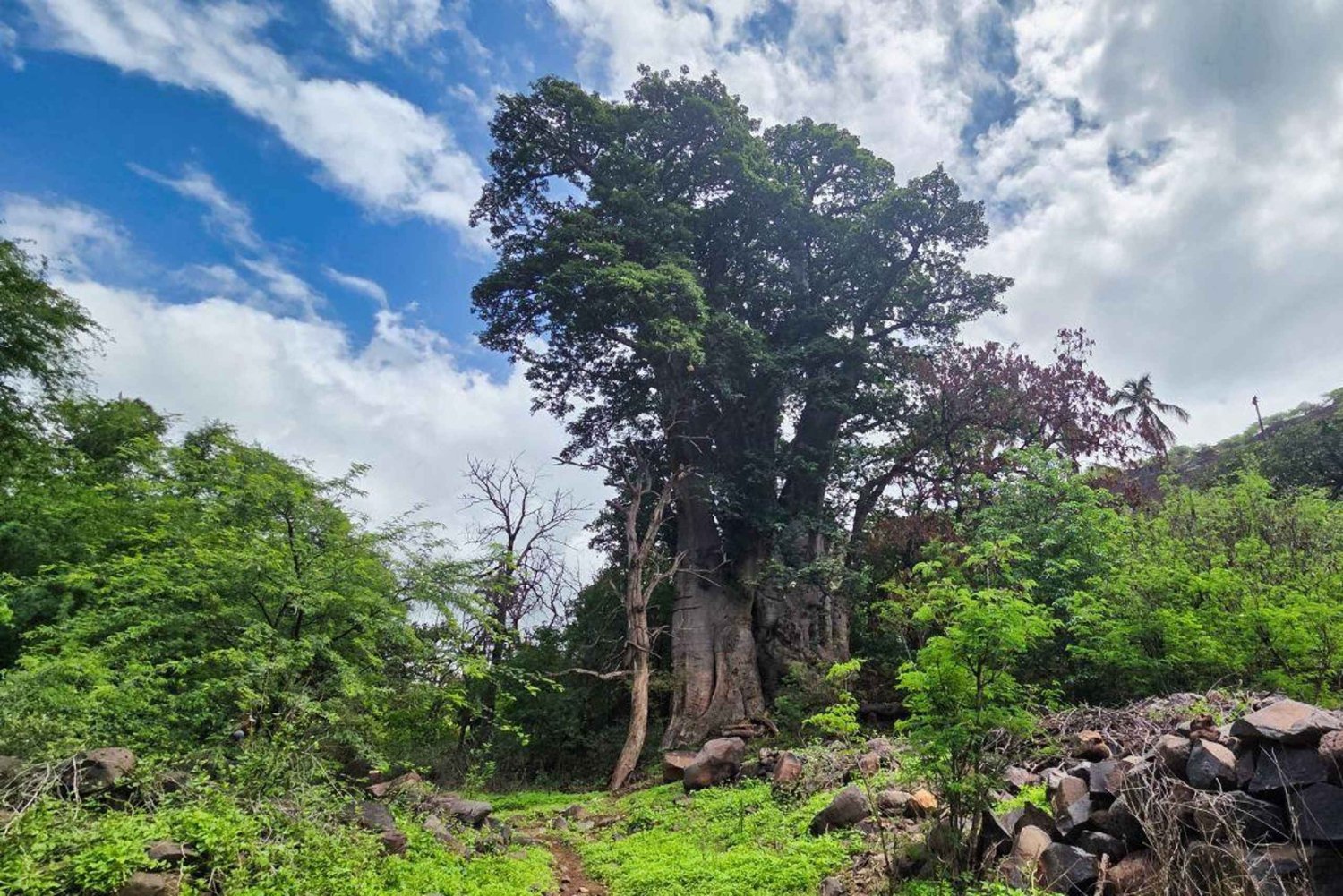 Praia: Calabaceira to Cidade Velha Walk, Coffee Break, and Rum Tasting