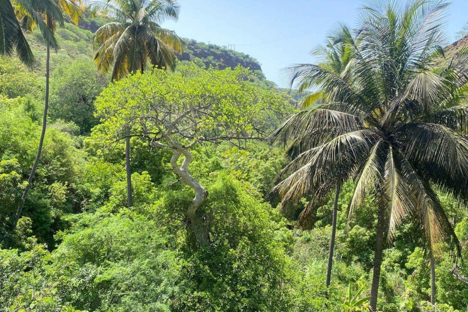 Praia: Calabaceira to Cidade Velha Walk, Coffee Break, and Rum Tasting