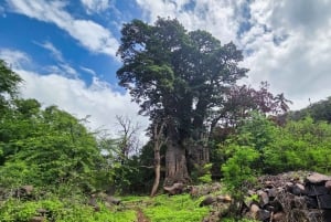 Praia: Calabaceira to Cidade Velha Walk, Coffee Break, and Rum Tasting