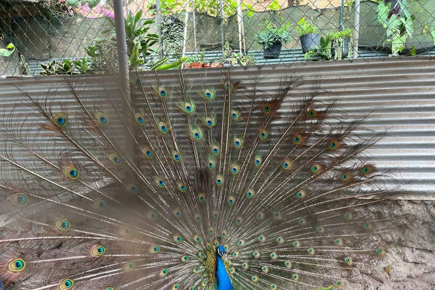 برايا: رحلة ليوم واحد إلى أسومادا مع الطبخ والتذوق والرقص