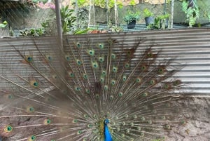 برايا: رحلة ليوم واحد إلى أسومادا مع الطبخ والتذوق والرقص