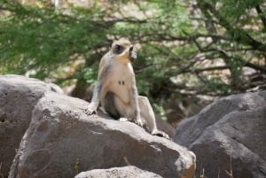 Praia: Guided Nature Hike to Cidade Velha