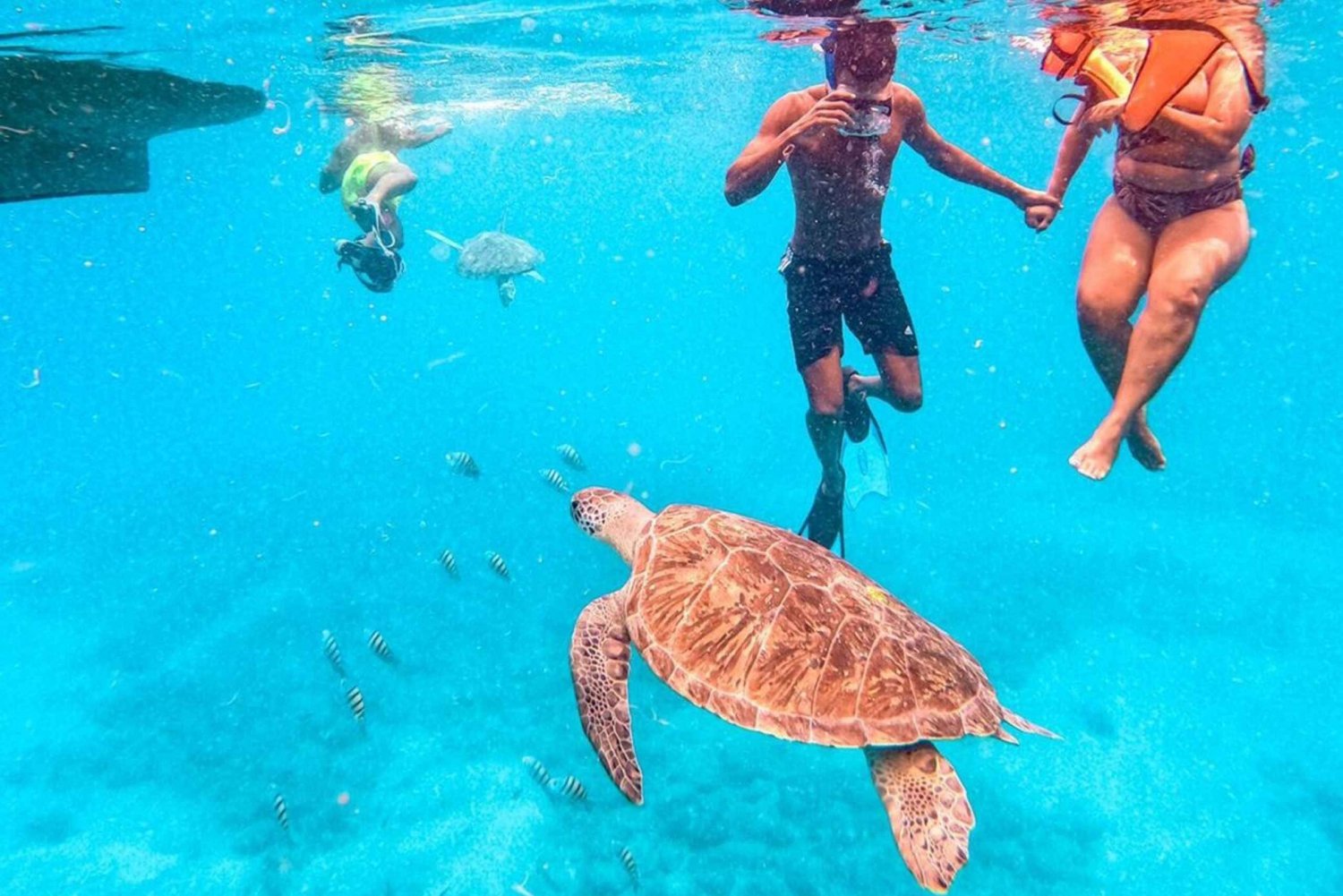 Privé snorkelervaring met zeeschildpadden voor cruisers