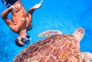 Expérience privée de plongée en apnée avec des tortues de mer pour les croisiéristes