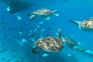 Esperienza privata di snorkeling con le tartarughe marine per crocieristi