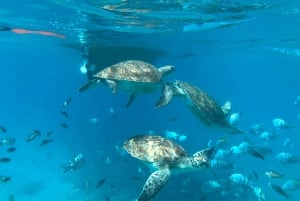 Experiencia privada de snorkel con tortugas marinas para cruceristas