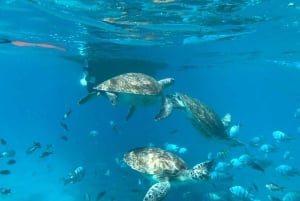 Privates Schnorchelerlebnis mit Meeresschildkröten für Kreuzfahrer