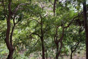 Private Tour Cidade Velha/Entdecke die Altstadt