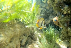 Reef snorkeling in Gatas Bay