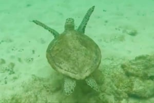 Reef snorkeling in Gatas Bay