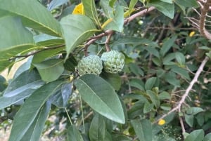 Randonnée panoramique à Rui Vaz et arrêt au jardin botanique