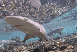 Sal: All inclusive Salzsee, Naturpools und Haifischbucht