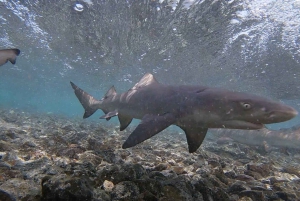 Sal: All inclusive Salzsee, Naturpools und Haifischbucht