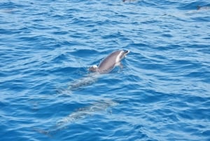 カーボベルデのサル島でキューバリブレのヨットに乗って海を楽しむ半日体験