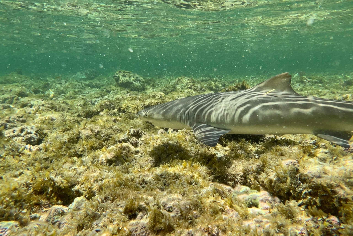 اكتشاف سال: جولة إرشادية في جزيرة مجموعة صغيرة