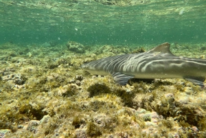 اكتشاف سال: جولة إرشادية في جزيرة مجموعة صغيرة