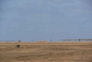 Sal: Puolen päivän kiertoajelu saarella